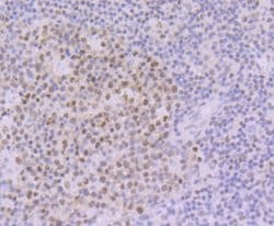 Invitrogen OCT1 (POU2F1) Recombinant Rabbit Monoclonal Antibody (JG62-35)