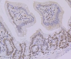 Invitrogen OCT1 (POU2F1) Recombinant Rabbit Monoclonal Antibody (JG62-35)