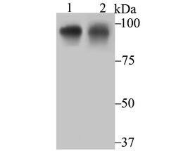Invitrogen OCT1 (POU2F1) Recombinant Rabbit Monoclonal Antibody (JG62-35)