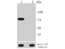 Invitrogen Phospho-BTK (Tyr223) Recombinant Rabbit Monoclonal Antibody (ST51-05) 100 &mu;L | Buy Online | Invitrogen&trade; | Fisher Scientific
