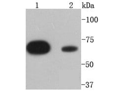 Invitrogen SHP2 Recombinant Rabbit Monoclonal Antibody (SN07-32) 100 &mu;L | Buy Online | Invitrogen&trade; | Fisher Scientific