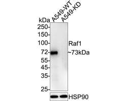 Invitrogen c-Raf Recombinant Rabbit Monoclonal Antibody (JJ086-06) 100