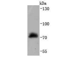 Invitrogen c-Raf Recombinant Rabbit Monoclonal Antibody (JJ086-06) 100
