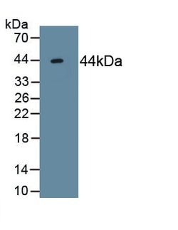 Invitrogen ACVR2A Monoclonal Antibody (C11) 20 &mu;L; Unconjugated:Antibodies,