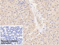 Invitrogen GPT Monoclonal Antibody (C1):Antibodies:Primary Antibodies