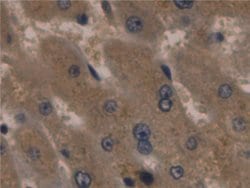 Invitrogen ORM1 Monoclonal Antibody (C1) 20 &mu;L; Unconjugated:Antibodies,
