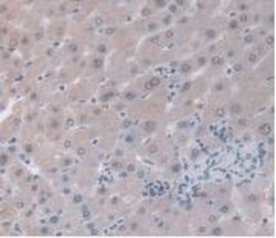 Invitrogen ORM1 Monoclonal Antibody (C1) 20 &mu;L; Unconjugated:Antibodies,