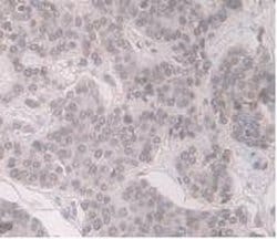 Invitrogen ORM1 Monoclonal Antibody (C1) 20 &mu;L; Unconjugated:Antibodies,