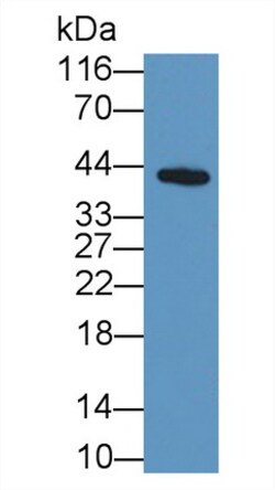 Invitrogen ORM1 Monoclonal Antibody (C1) 20 &mu;L | Buy Online | Invitrogen&trade; | Fisher Scientific