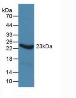 Invitrogen ORM1 Monoclonal Antibody (C1) 20 &mu;L; Unconjugated:Antibodies,