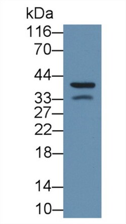 Invitrogen ORM1 Monoclonal Antibody (C1) 20 &mu;L | Buy Online | Invitrogen&trade; | Fisher Scientific