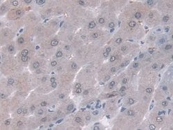 Invitrogen ORM1 Monoclonal Antibody (D6) 20 &mu;L; Unconjugated:Antibodies,