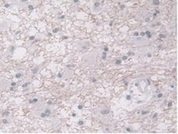 Invitrogen ORM1 Monoclonal Antibody (D6) 20 &mu;L; Unconjugated:Antibodies,