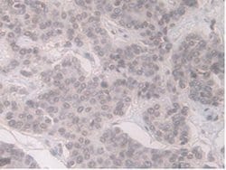 Invitrogen ORM1 Monoclonal Antibody (D6) 20 &mu;L; Unconjugated:Antibodies,