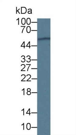 Invitrogen ORM1 Monoclonal Antibody (D6) 20 &mu;L; Unconjugated:Antibodies,