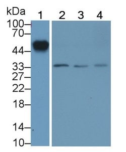Invitrogen ORM1 Monoclonal Antibody (D6) 20 &mu;L; Unconjugated:Antibodies,