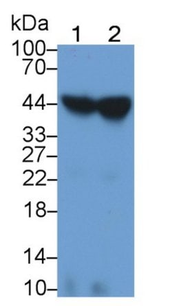 Invitrogen ORM1 Monoclonal Antibody (D6) 20 &mu;L; Unconjugated:Antibodies,