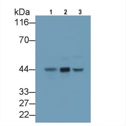 Invitrogen AZGP1 Monoclonal Antibody (C5) 20 &mu;L; Unconjugated:Antibodies,
