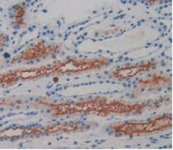 Invitrogen Amphiregulin Monoclonal Antibody (A6) 200 &mu;L; Unconjugated:Antibodies,