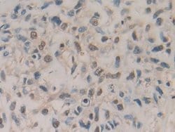 Invitrogen Amphiregulin Monoclonal Antibody (A6) 200 &mu;L; Unconjugated:Antibodies,