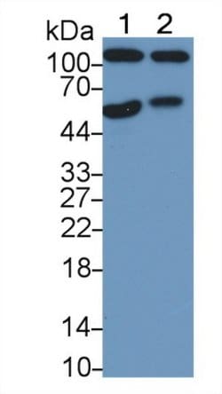 Invitrogen Amphiregulin Monoclonal Antibody (A6) 200 &mu;L; Unconjugated:Antibodies,