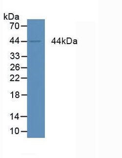 Invitrogen Amphiregulin Monoclonal Antibody (A6) 200 &mu;L; Unconjugated:Antibodies,