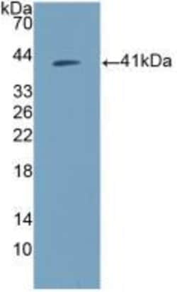 Invitrogen Amphiregulin Monoclonal Antibody (A6) 200 &mu;L; Unconjugated:Antibodies,