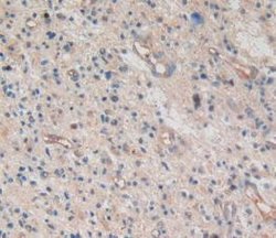 Invitrogen Amphiregulin Monoclonal Antibody (A3) 200 &mu;L; Unconjugated:Antibodies,