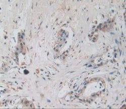 Invitrogen Amphiregulin Monoclonal Antibody (A3) 200 &mu;L; Unconjugated:Antibodies,