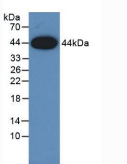 Invitrogen Amphiregulin Monoclonal Antibody (A3) 200 &mu;L; Unconjugated:Antibodies,