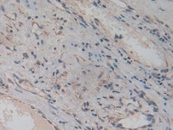 Invitrogen Amphiregulin Monoclonal Antibody (A5):Antibodies:Primary Antibodies