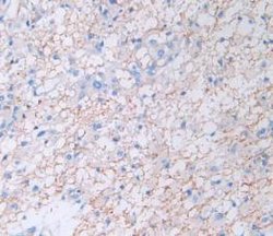Invitrogen Amphiregulin Monoclonal Antibody (A5):Antibodies:Primary Antibodies