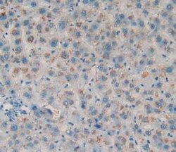Invitrogen Amphiregulin Monoclonal Antibody (A5):Antibodies:Primary Antibodies