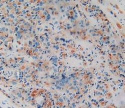 Invitrogen Amphiregulin Monoclonal Antibody (A5):Antibodies:Primary Antibodies
