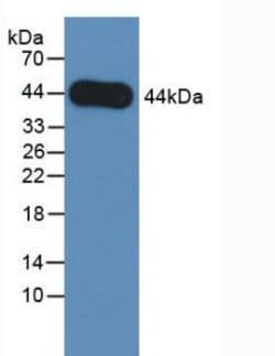 Invitrogen Amphiregulin Monoclonal Antibody (A5):Antibodies:Primary Antibodies