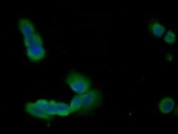 Invitrogen Annexin A1 Monoclonal Antibody (2#):Antibodies:Primary Antibodies