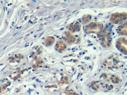 Invitrogen Annexin A1 Monoclonal Antibody (2#):Antibodies:Primary Antibodies