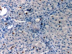 Invitrogen Annexin A1 Monoclonal Antibody (2#):Antibodies:Primary Antibodies