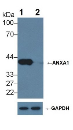 Invitrogen Annexin A1 Monoclonal Antibody (2#):Antibodies:Primary Antibodies