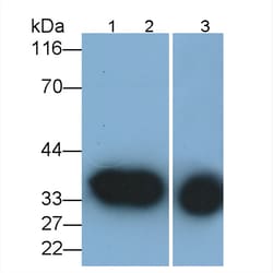 Invitrogen Annexin A1 Monoclonal Antibody (2#) 20 &mu;L; Unconjugated:Antibodies,