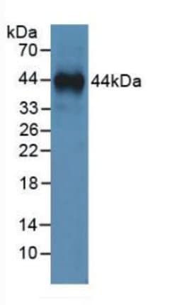 Invitrogen Annexin A1 Monoclonal Antibody (2#):Antibodies:Primary Antibodies