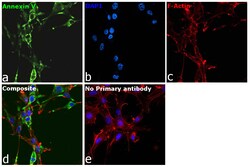 Invitrogen Annexin V Monoclonal Antibody (C13) 20 &mu;L; Unconjugated:Antibodies,