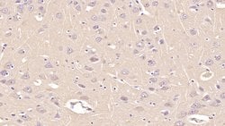 Invitrogen Annexin V Monoclonal Antibody (C13) 200 &mu;L; Unconjugated:Antibodies,