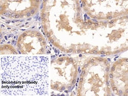 Invitrogen Annexin V Monoclonal Antibody (C13) 20 &mu;L; Unconjugated:Antibodies,