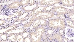 Invitrogen Annexin V Monoclonal Antibody (C13) 200 &mu;L; Unconjugated:Antibodies,