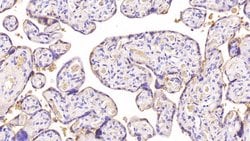 Invitrogen Annexin V Monoclonal Antibody (C13) 200 &mu;L; Unconjugated:Antibodies,