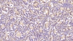 Invitrogen Annexin V Monoclonal Antibody (C13) 200 &mu;L; Unconjugated:Antibodies,