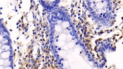 Invitrogen Annexin V Monoclonal Antibody (C13) 20 &mu;L; Unconjugated:Antibodies,