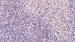 Invitrogen Annexin V Monoclonal Antibody (C13) 200 &mu;L; Unconjugated:Antibodies,