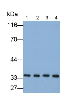 Invitrogen Annexin V Monoclonal Antibody (C13) 20 &mu;L; Unconjugated:Antibodies,